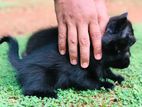 female persian kitten