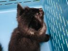 Female Persian Kitten