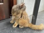 Female Persian Kitten