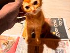 Female Persian Mix Kitten