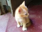 Female Persian Mix Kitten Looking for Kind Home