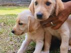 Labrador Retriver Puppies