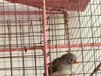 Female Finches