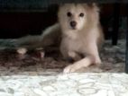 Female Pomeranian for Crossing