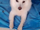 Female Pomeranian Puppy
