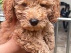 Female Poodle Puppies