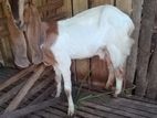 Female Pregnant Goat