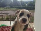Puppy for Kind Home