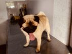 Female Pug Puppy