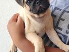 Female Pug Puppies