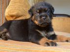 Rottweiler Puppies