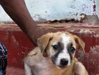 Female Puppies for Kind Home