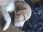 Female Puppies for Kind Home