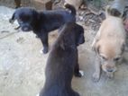 Female Puppies for a Kind Home