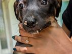 Female Puppies for Kind Home