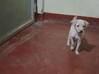 Female Puppy for Kind Home