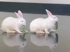 Female Rabbit