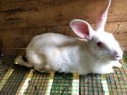Female Rabbit