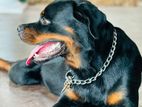 Female Rottweiler Dog