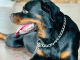 Female Rottweiler Dog