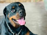 Female Rottweiler Dog