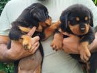 Female Rottweiler Puppies