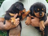 Female Rottweiler Puppies