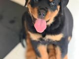 Female Rottweiler Puppies