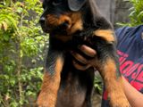 Female Rottweiler Puppies