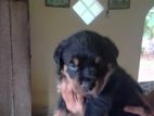 Female Rottweiler Puppies