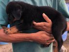Female Rottweiler puppy