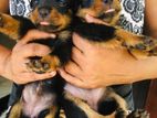 Female Rottweiler Puppies