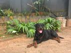 Female Rottwelier