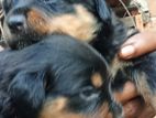 Rottweiler Puppies