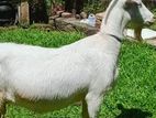 Female Sanen Goat