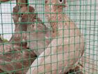 female samara pigeon