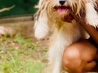 Female Shih Tzu