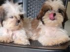 Female Shih Tzu Puppies