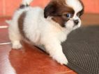 Female Shih Tzu Puppy