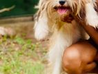 Female Shih Tzu Puppy