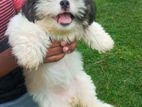 Female Shih Tzu Puppy