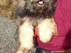 Female Shihtzu Puppy