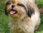 Female Shihtzu