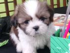 Female Shih Tzu Puppy