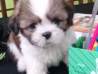Female Shih Tzu Puppy