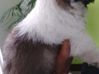 Female Shitzu Puppy