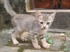 Cat for Kind Home