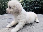 Female Tibetan Terrier Puppy