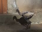 Female Veladijan