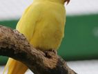 Female Yellow Indian Ring Neck Bird